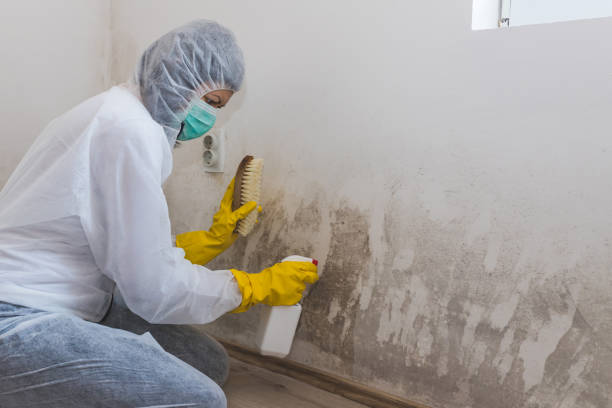 Best Certified Mold Removal  in Fruitville, FL