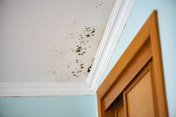 Best Emergency Mold Removal  in Fruitville, FL