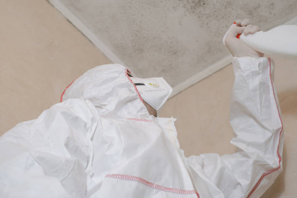 Professional Mold Removal in Fruitville, FL