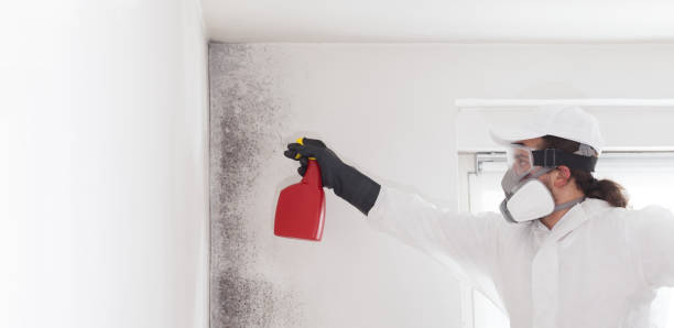 Best Local Mold Removal Service  in Fruitville, FL