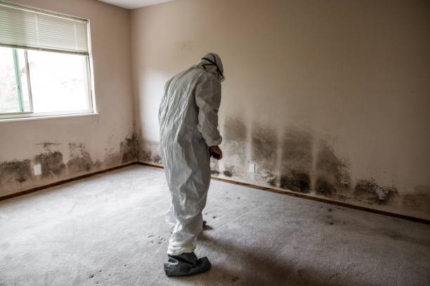 Best Attic Mold Removal  in Fruitville, FL