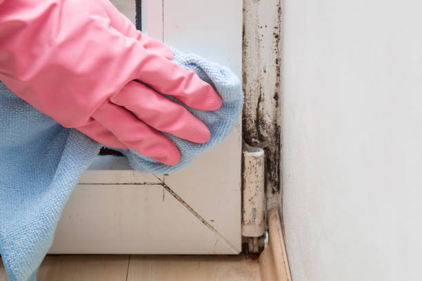 Mold Removal and Inspection in Fruitville, FL